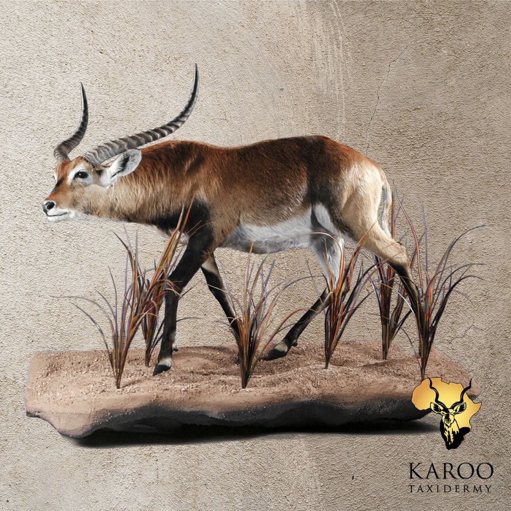 Lechwe Stalking Full Mount &ndash; Looking Straight