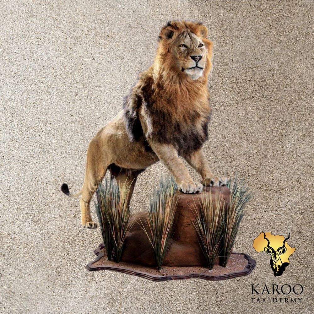 Lion Standing on Rock Full Mount &ndash; Looking Straight