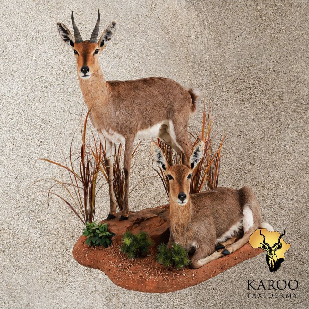 Mountain Reedbuck Male and Female Full-Mount Diorama