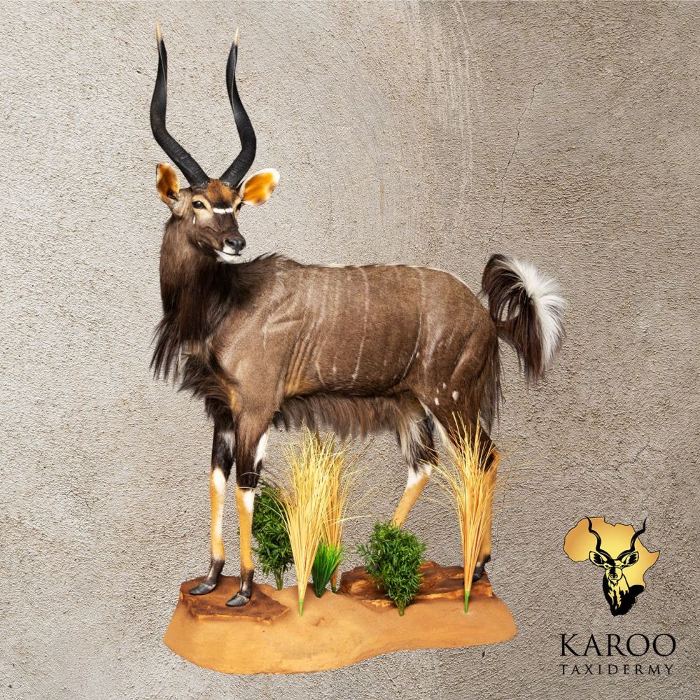 Nyala Standing Full Mount &ndash; Looking &frac14; Right