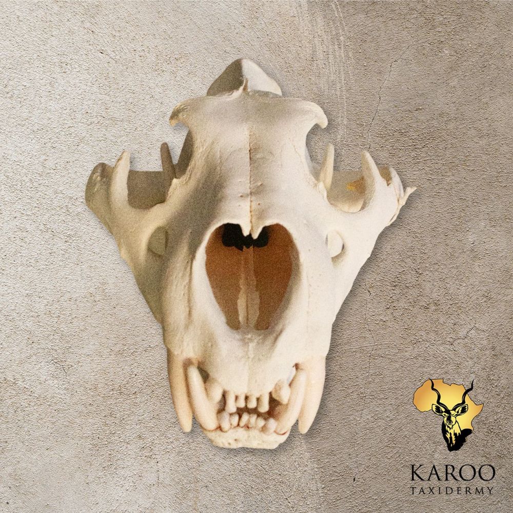 Lion Skull Bleach