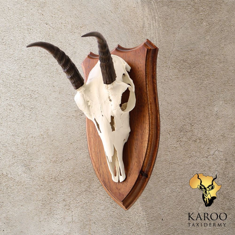 Mountain Reedbuck European Mount on Hardwood Shield