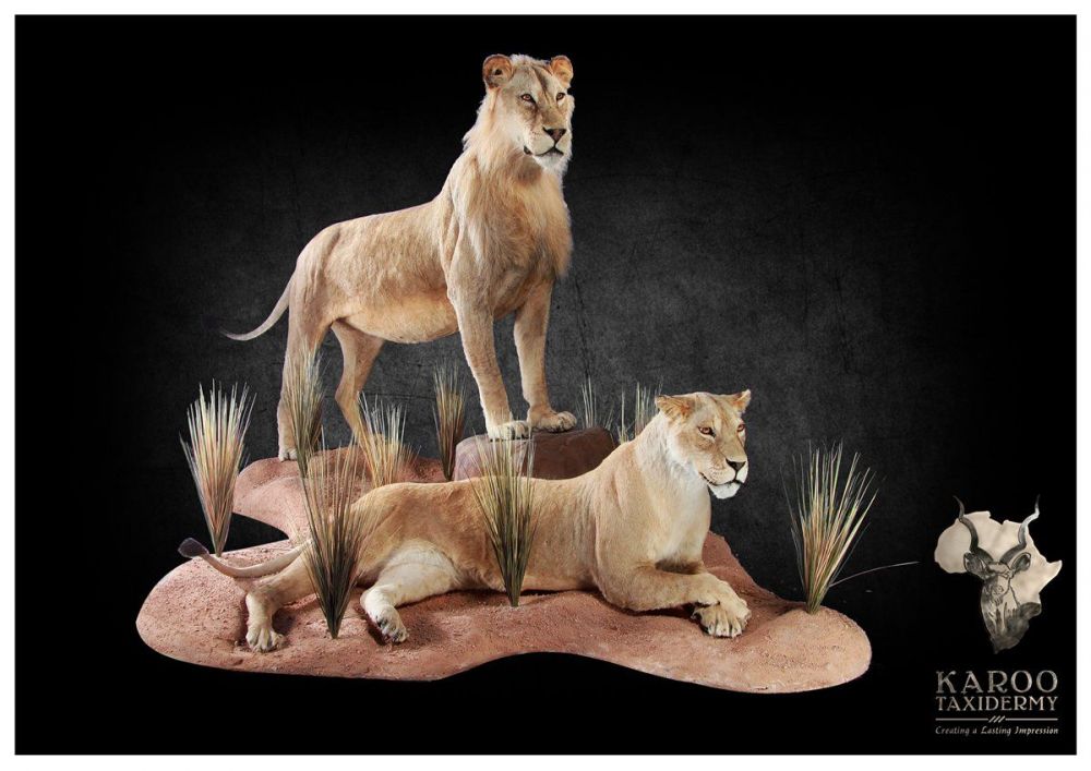 2_lions_diorama_mounts.jpg