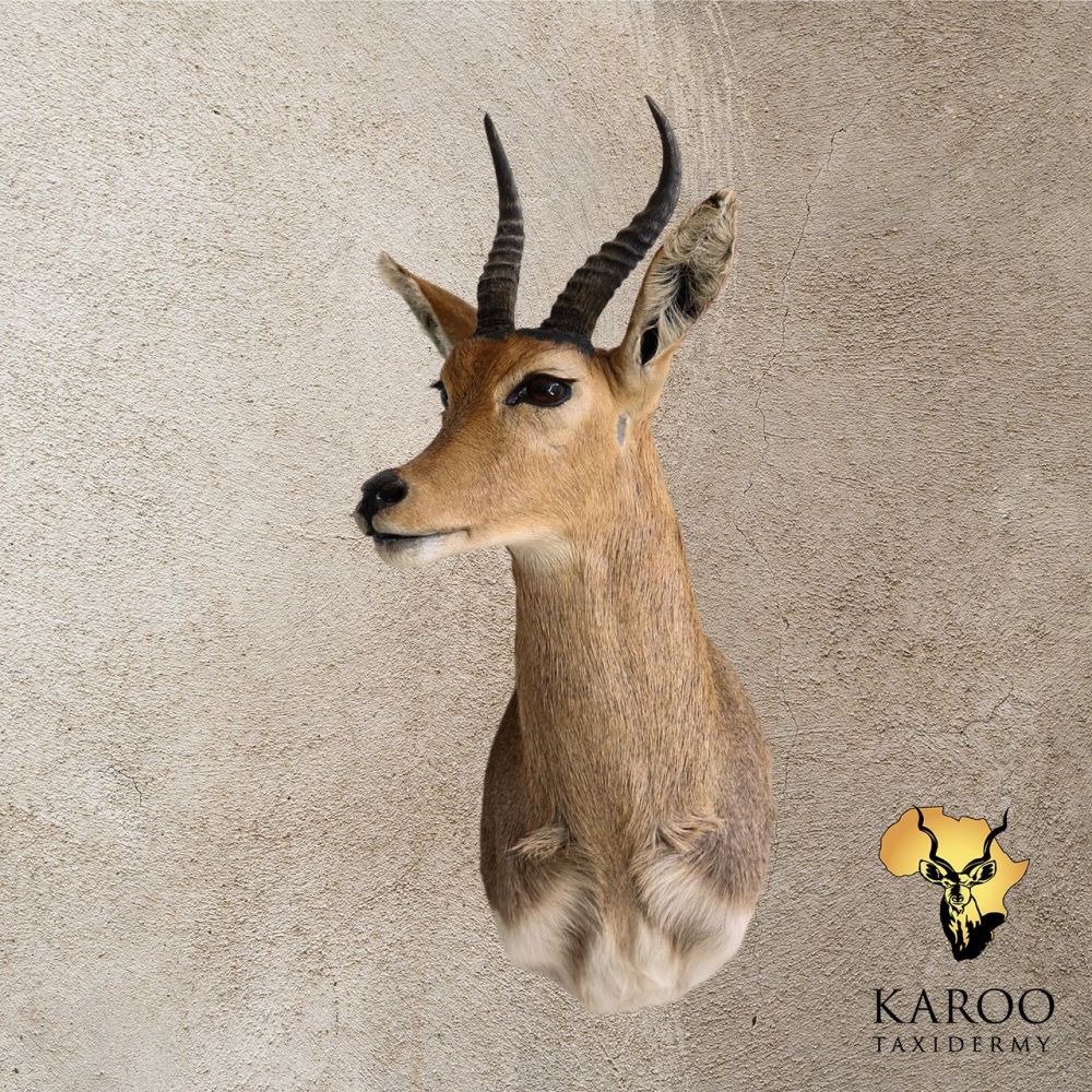 Mountain Reedbuck Shoulder Mount &ndash; Looking &frac14; Right