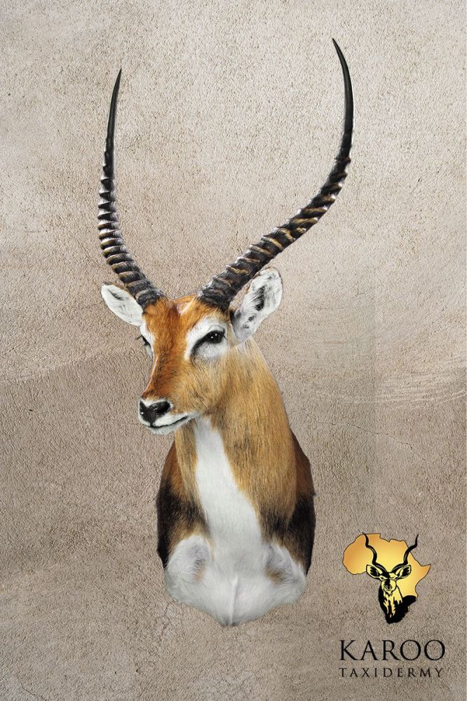 Lechwe Shoulder Mount &ndash; Looking ⅛ Right
