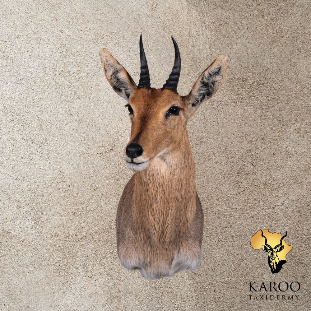Mountain Reedbuck Shoulder Mount &ndash; Looking ⅛ Right