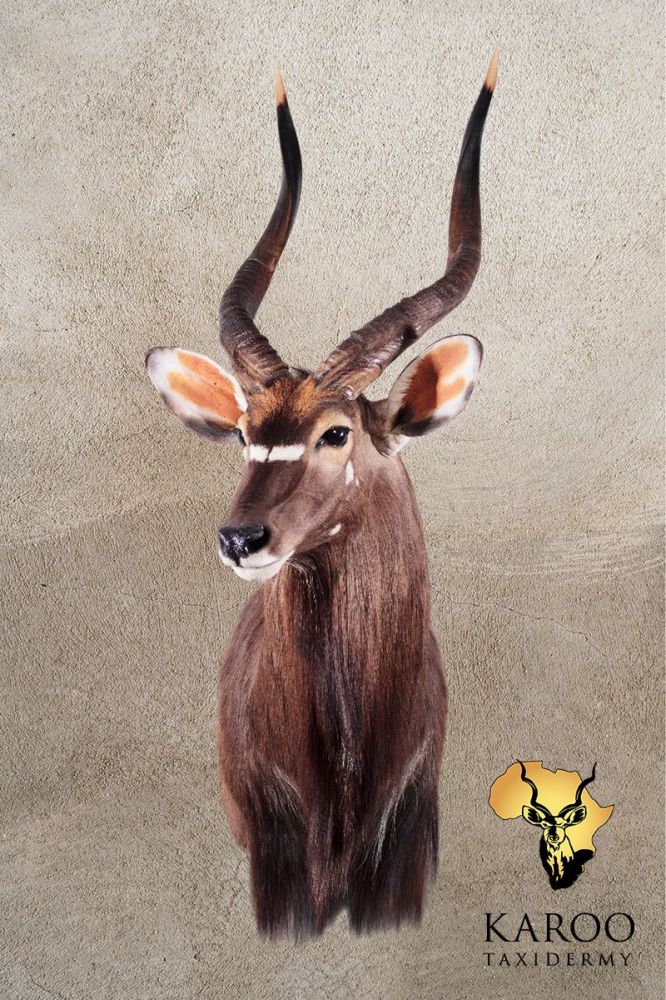 Nyala Shoulder Mount &ndash; Looking ⅛ Right