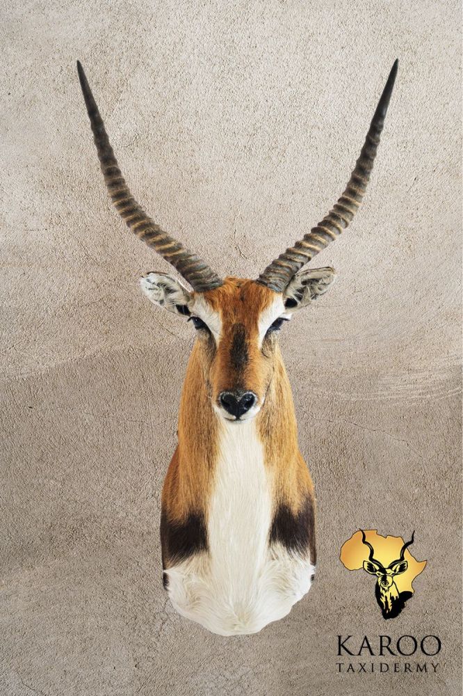 Lechwe Shoulder Mount &ndash; Looking Straight