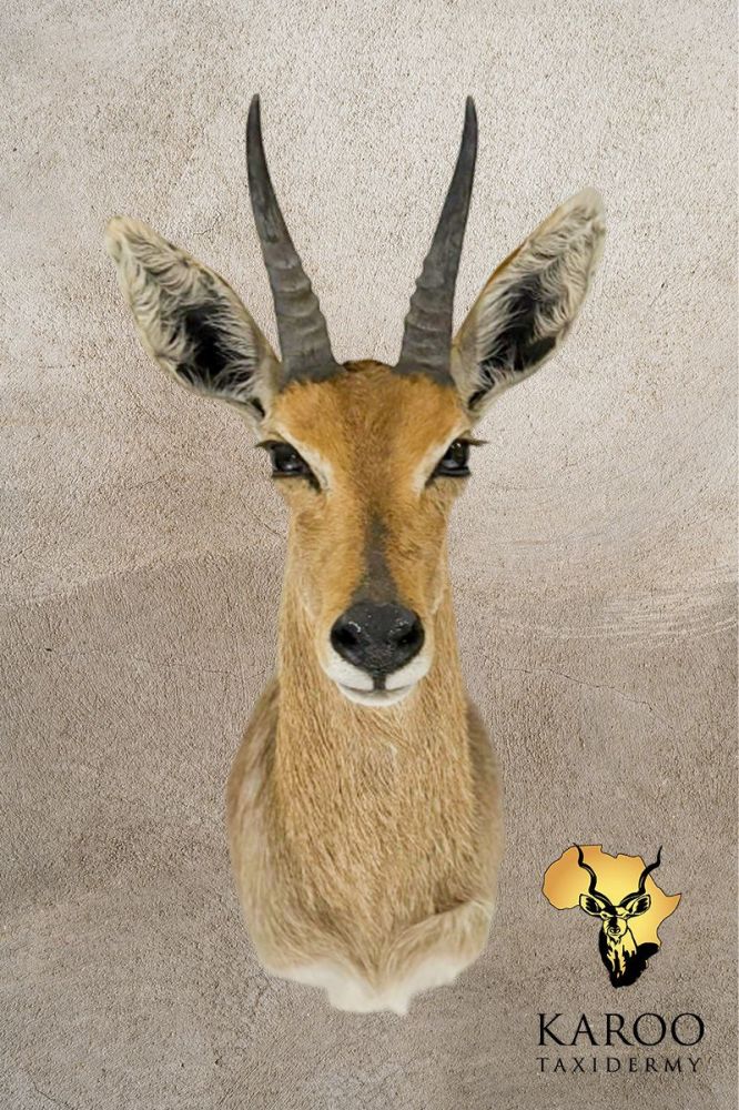 Mountain Reedbuck Shoulder Mount &ndash; Looking Straight