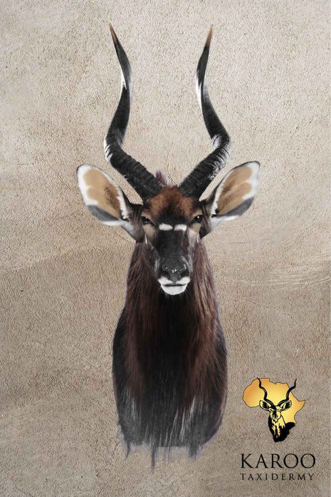 Nyala Shoulder Mount &ndash; Looking Straight