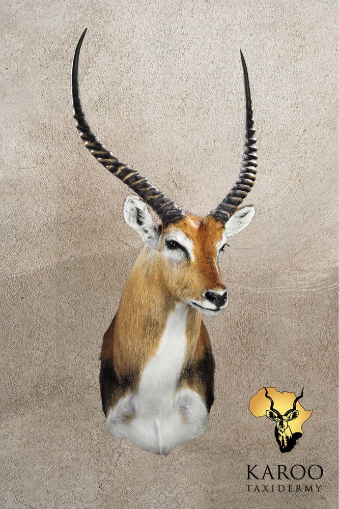 Lechwe Shoulder Mount &ndash; Looking ⅛ Left
