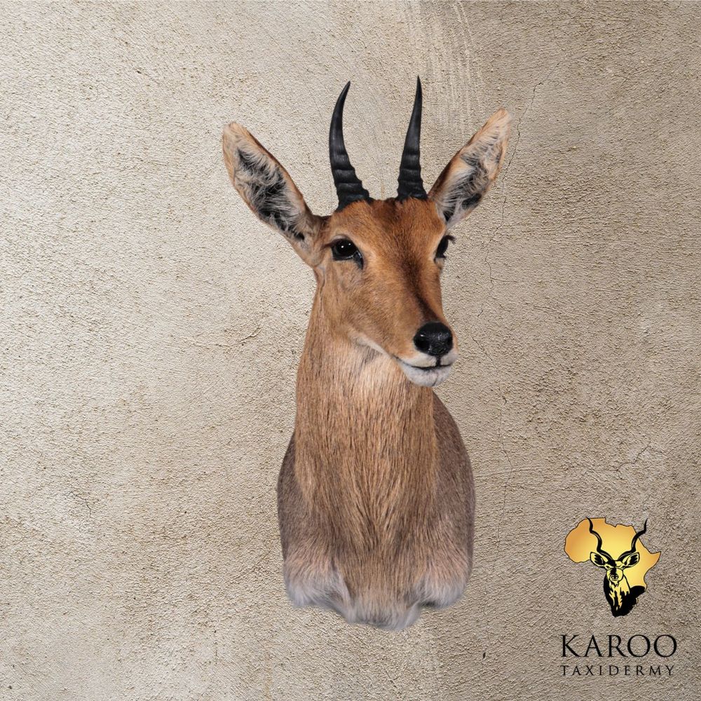 Mountain Reedbuck Shoulder Mount &ndash; Looking ⅛ Left