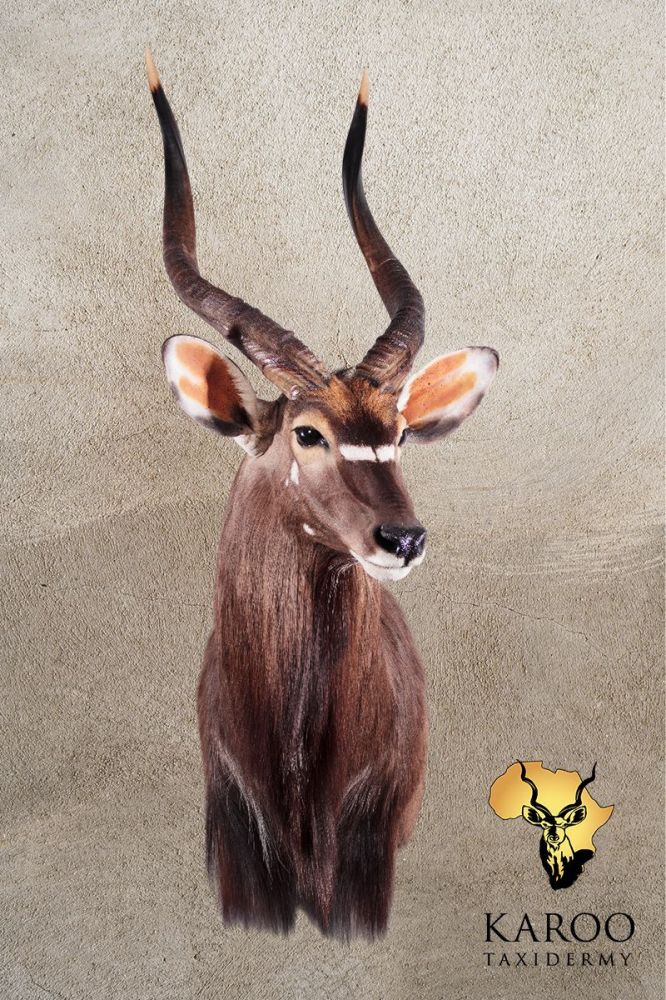 Nyala Shoulder Mount &ndash; Looking ⅛ Left 3004
