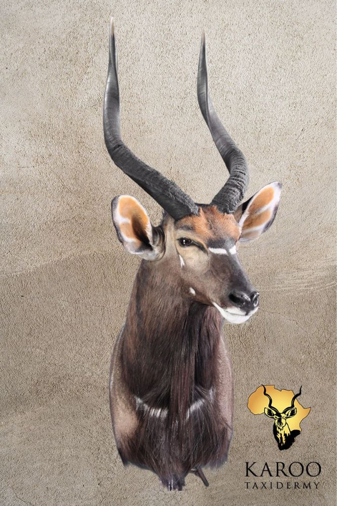 Nyala Shoulder Mount &ndash; Looking ⅛ Left