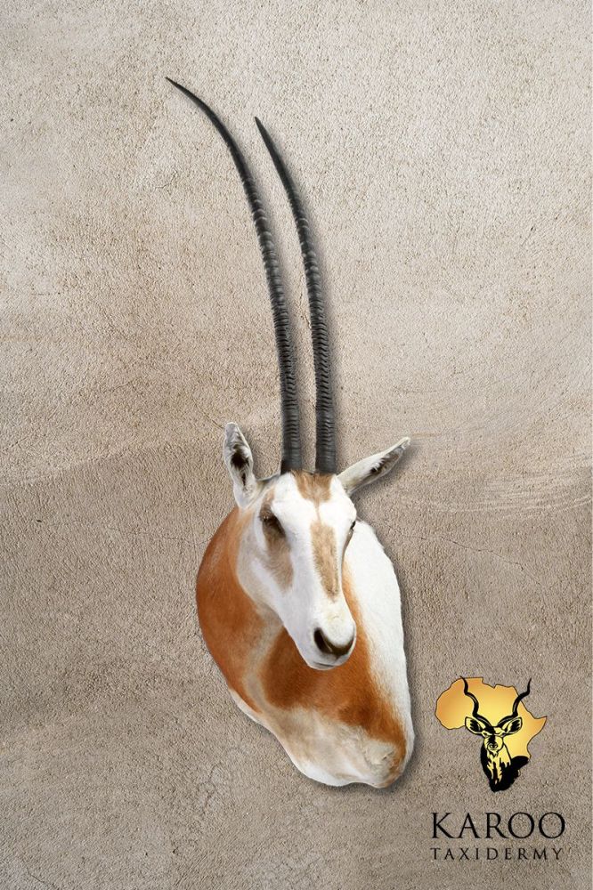 Scimitar Oryx Wall Pedestal, Left Turn Looking Quarter Left