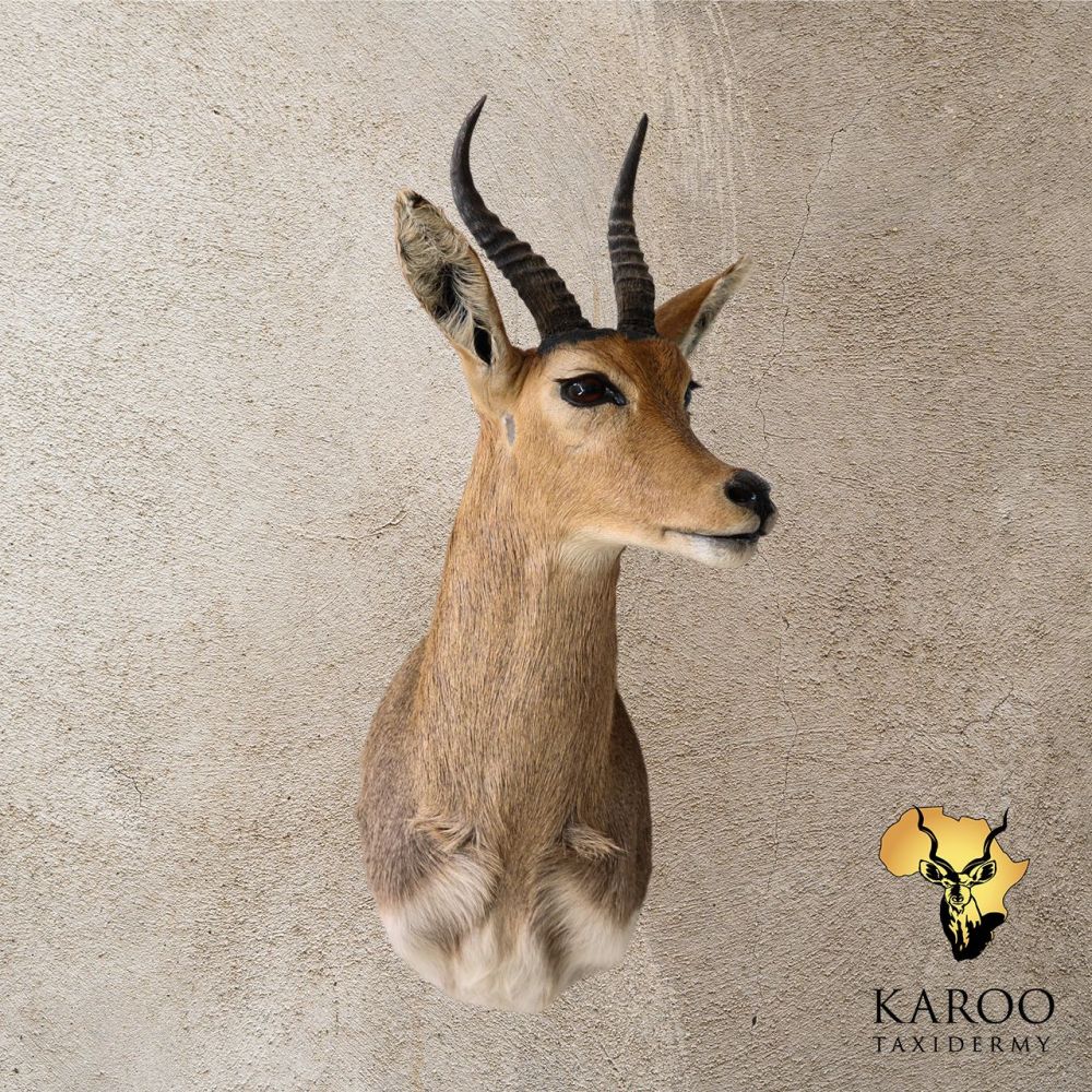 Mountain Reedbuck Shoulder Mount &ndash; Looking &frac14; Left