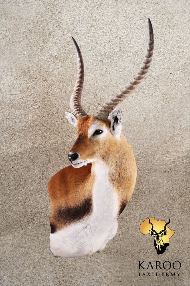 Lechwe Wall Pedestal – Right Turn, Looking ¼ Right