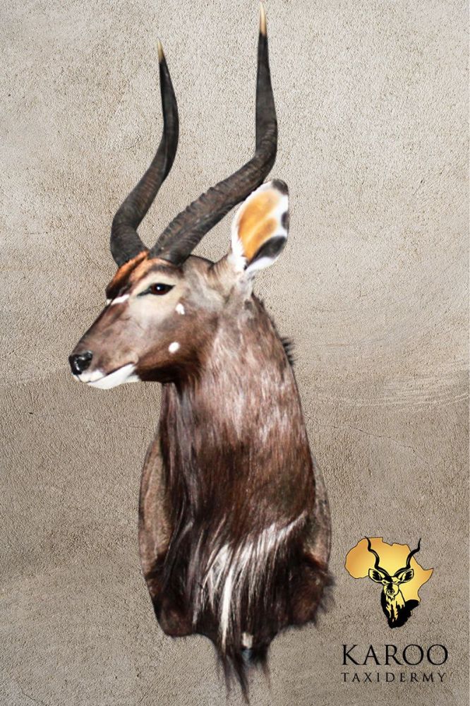 Nyala Wall Pedestal &ndash; Looking &frac14; Right