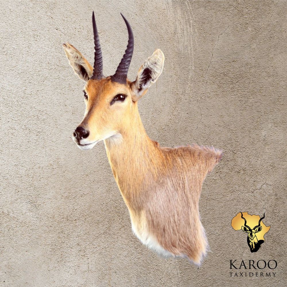 Mountain Reedbuck Wall Pedestal – Left Turn, Looking ⅛ Right 4002-mountain-reedbuck-wall-pedestal-left-turn-looking-eighth-right.jpg