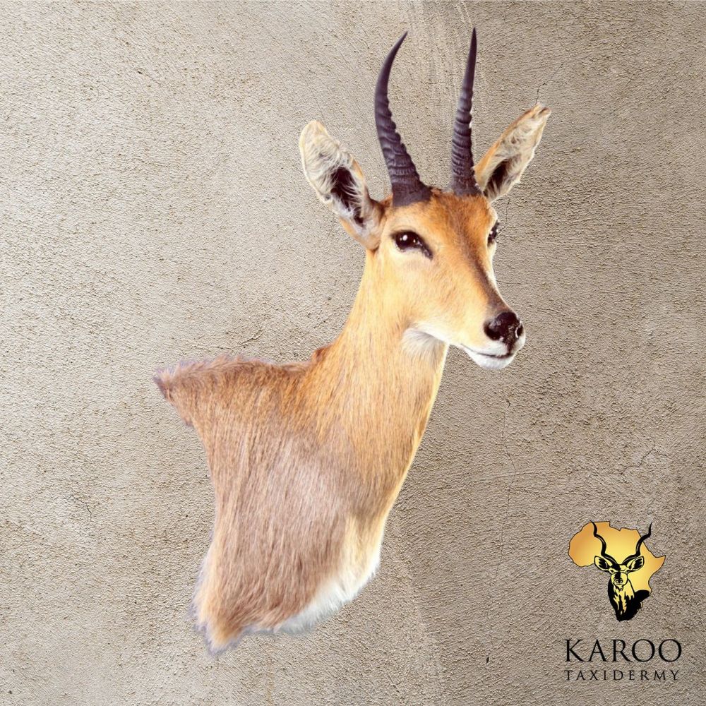 Mountain Reedbuck Wall Pedestal – Right Turn, Looking ⅛ Left 4004