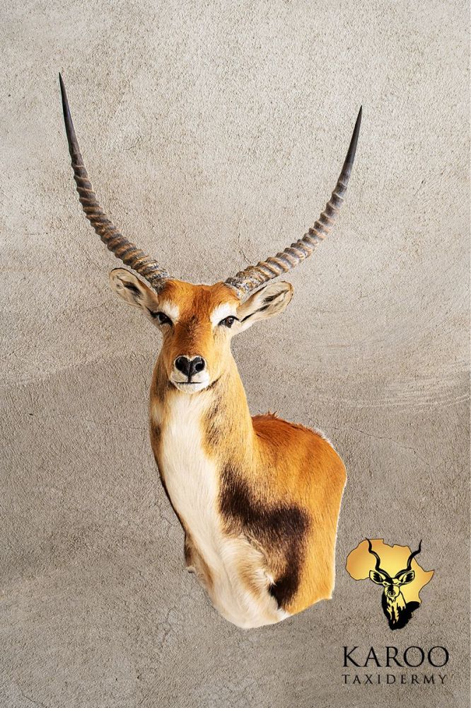Lechwe Portrait Wall Pedestal – Left Turn, Looking ⅛ Left