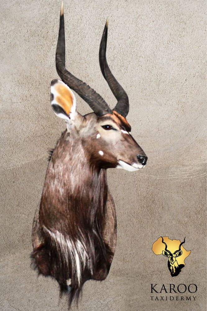 Nyala Wall Pedestal &ndash; Looking &frac14; Left