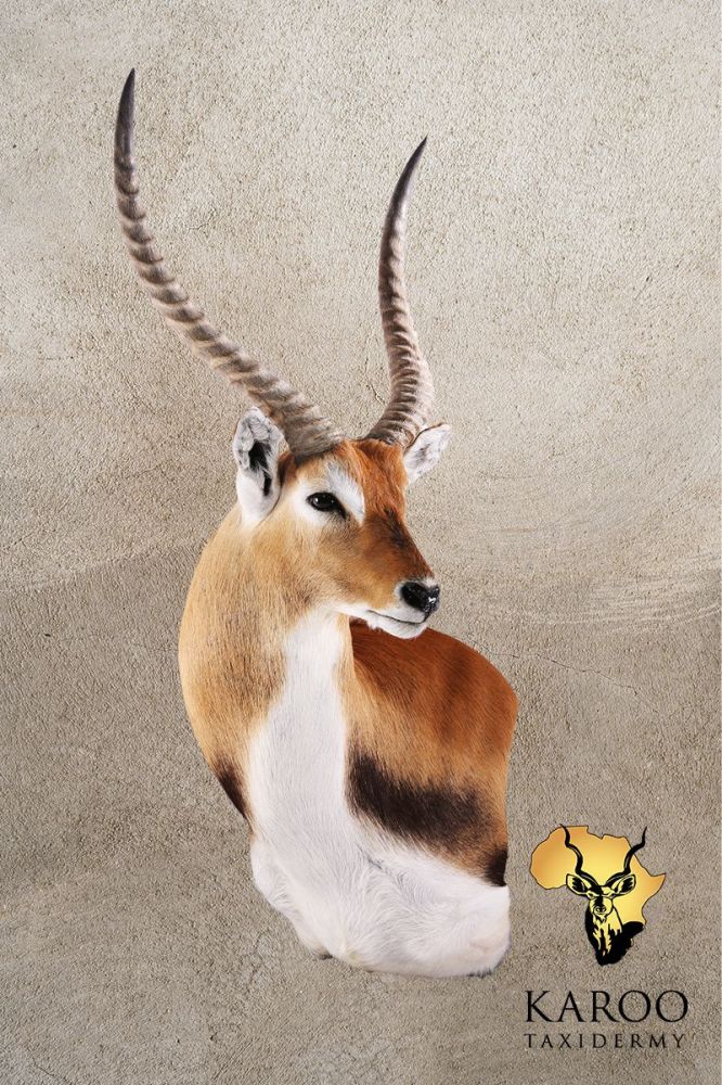 Lechwe Wall Pedestal – Left Turn, Looking ¼ Left