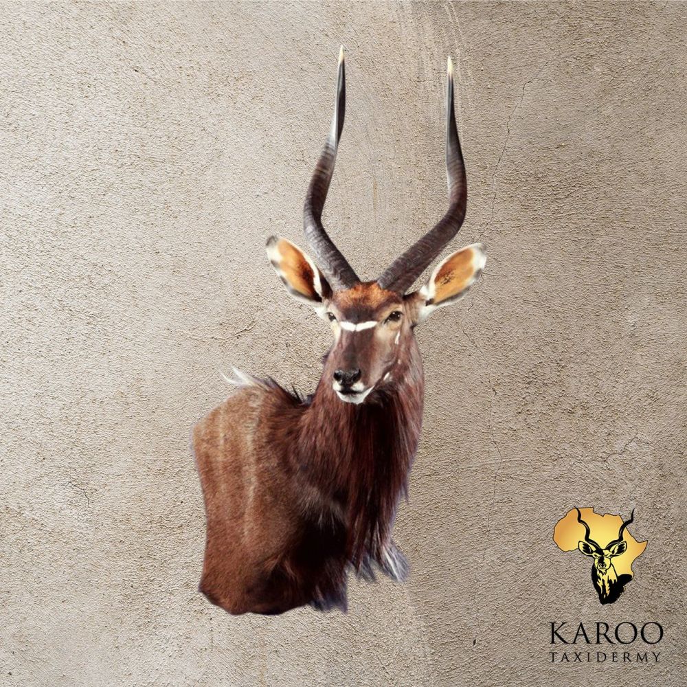 Nyala Wall Pedestal &ndash; Right Turn, Looking &frac14; Right