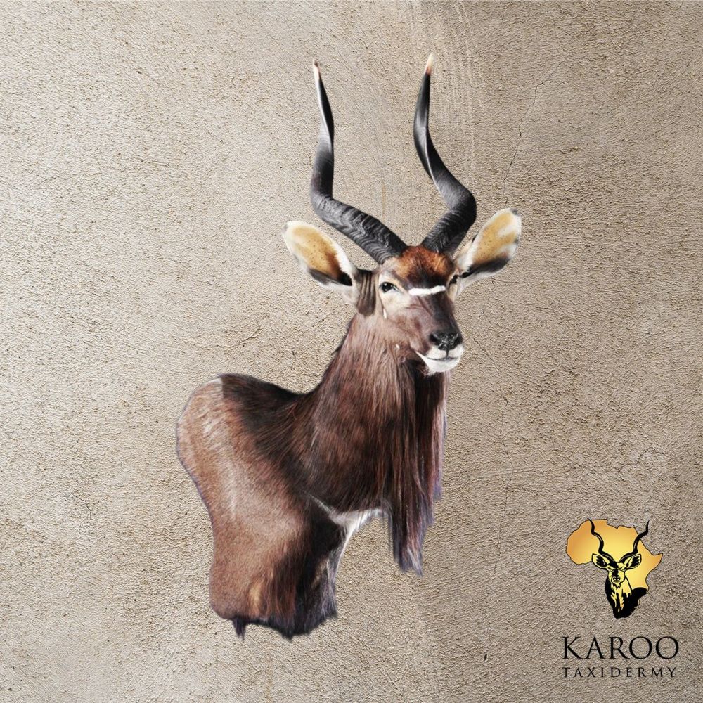 Nyala Wall Pedestal &ndash; Right Turn, Looking ⅛ Right