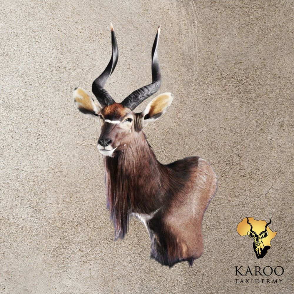 Nyala Wall Pedestal &ndash; Left Turn, Looking ⅛ Left