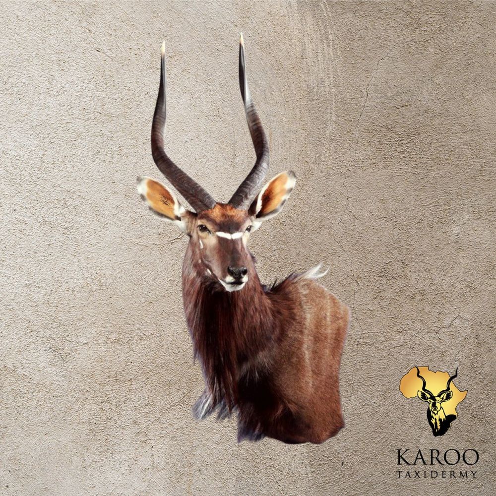 Nyala Wall Pedestal &ndash; Left Turn, Looking &frac14; Left