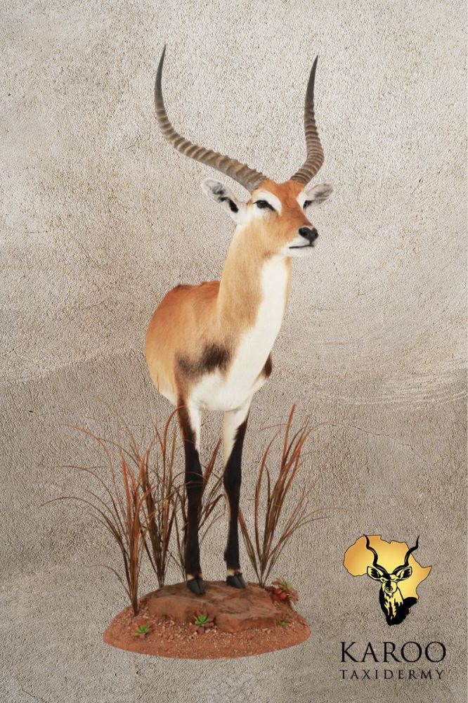 Lechwe Half-Body Pedestal Mount &ndash; Looking Straight