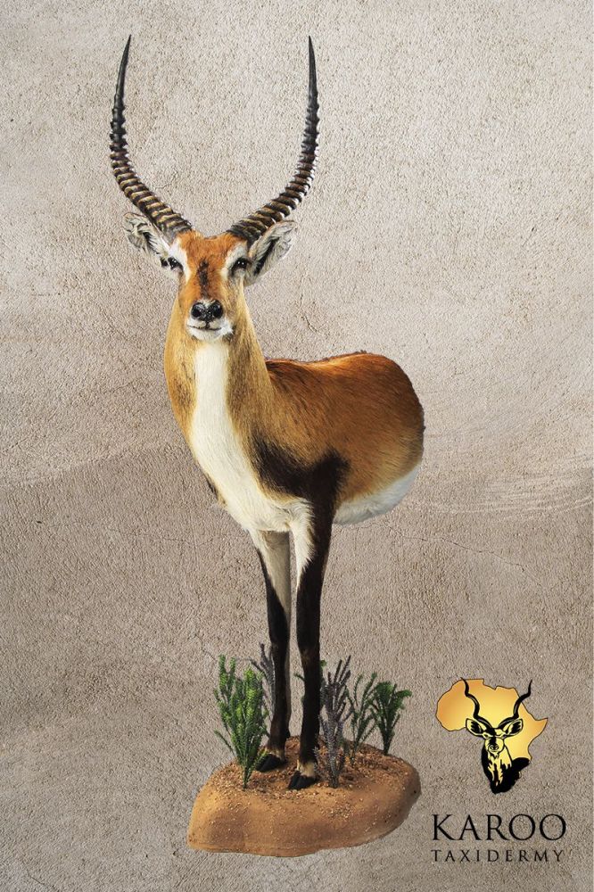 Lechwe Half-Body Pedestal Mount &ndash; Looking ⅛ Left
