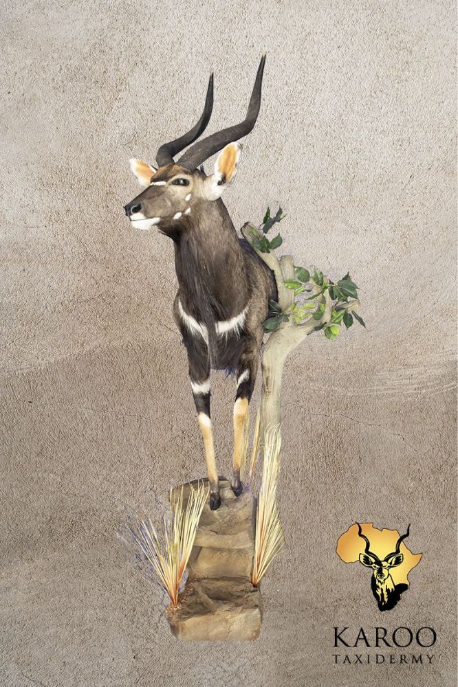 Nyala Half-Body Wall Pedestal &ndash; Looking ⅛ Right