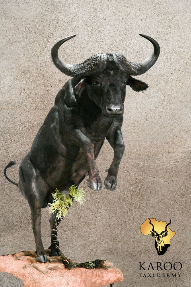 Cape Buffalo Rearing Full Mount – Looking Straight