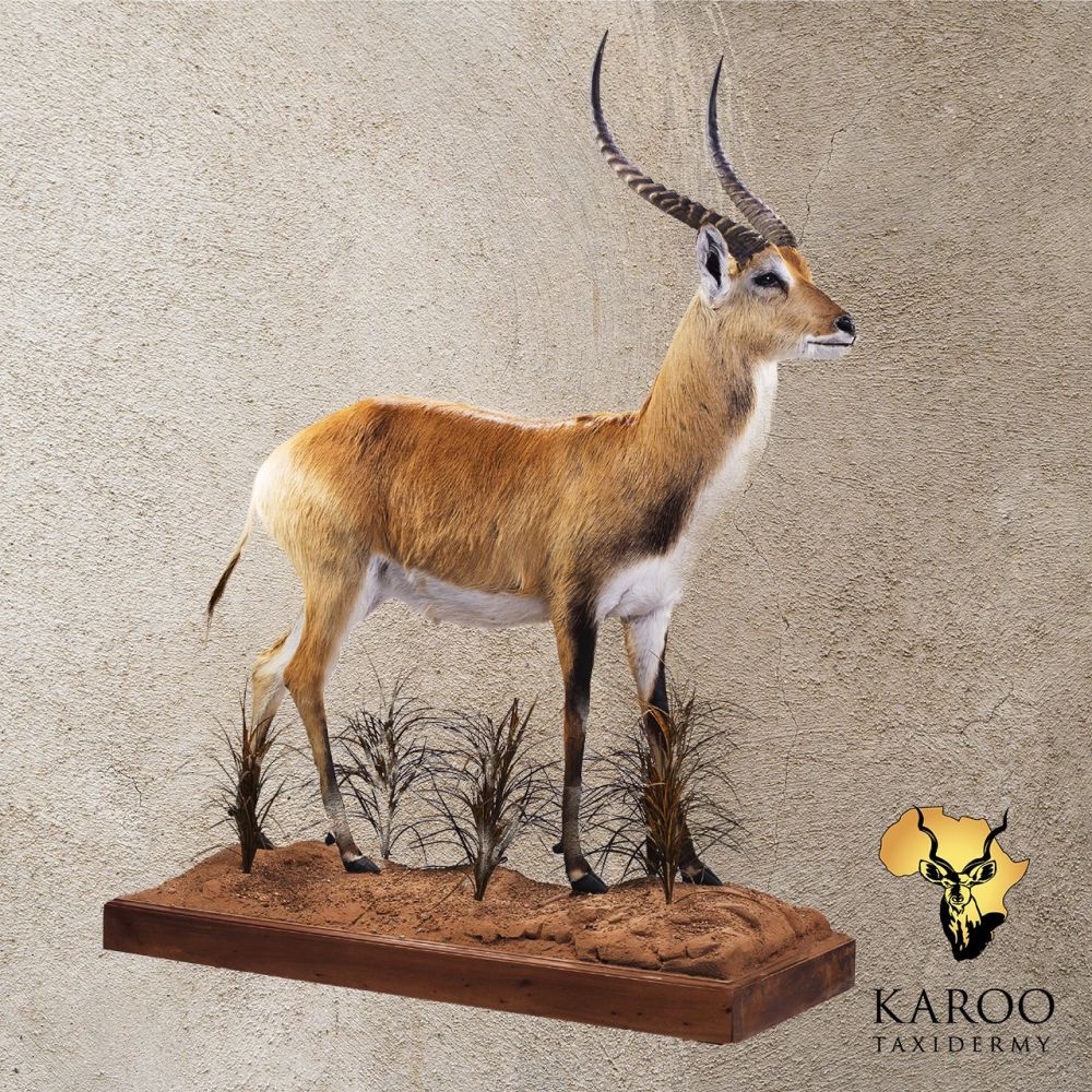 Lechwe Standing Full Mount &ndash; Looking Straight