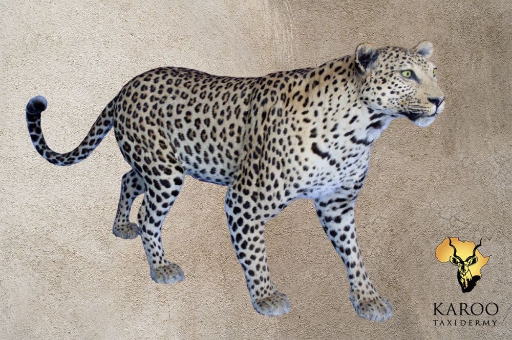 Leopard Standing Full Mount – Looking Straight
