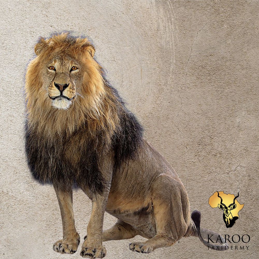 Lion Sitting Full Mount &ndash; Looking Straight