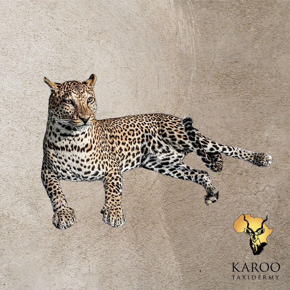 Leopard Resting Full Mount