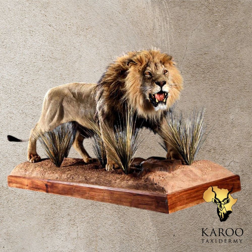 Lion Standing Full Mount Looking 45 Degrees Left