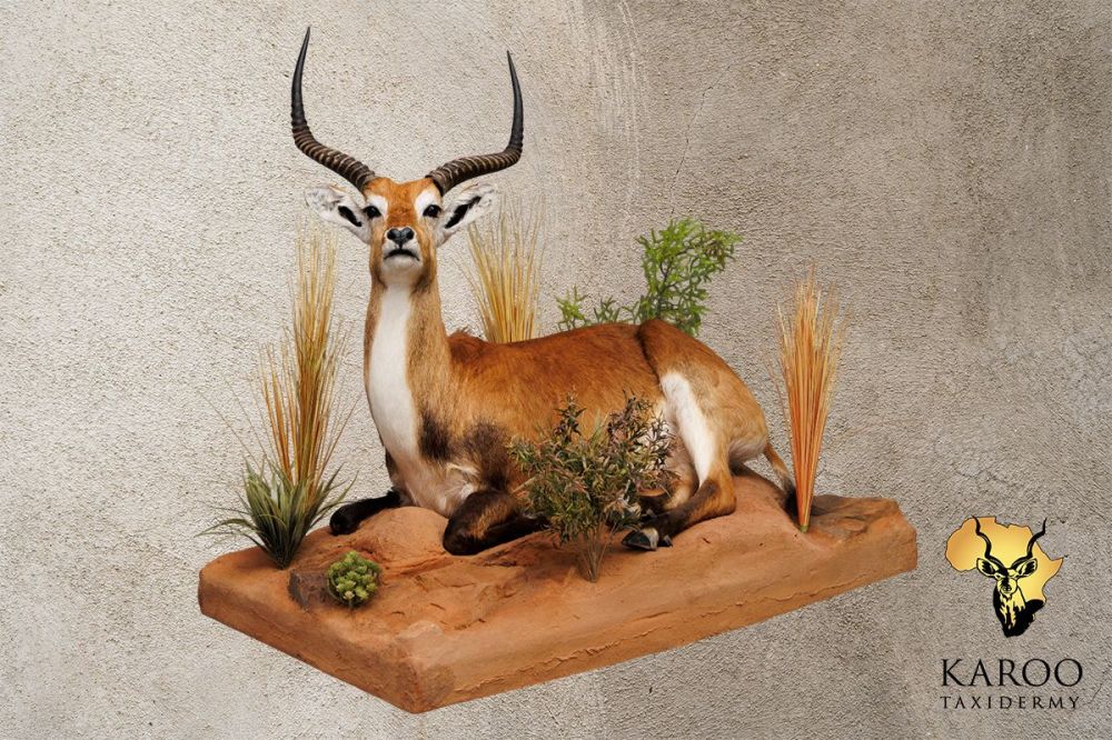 Lechwe Lying Full Mount &ndash; Looking ⅛ Left