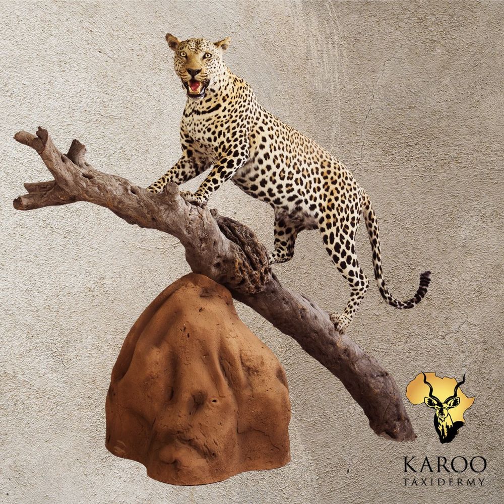 Leopard Climbing Full Mount – Looking ⅛ Left