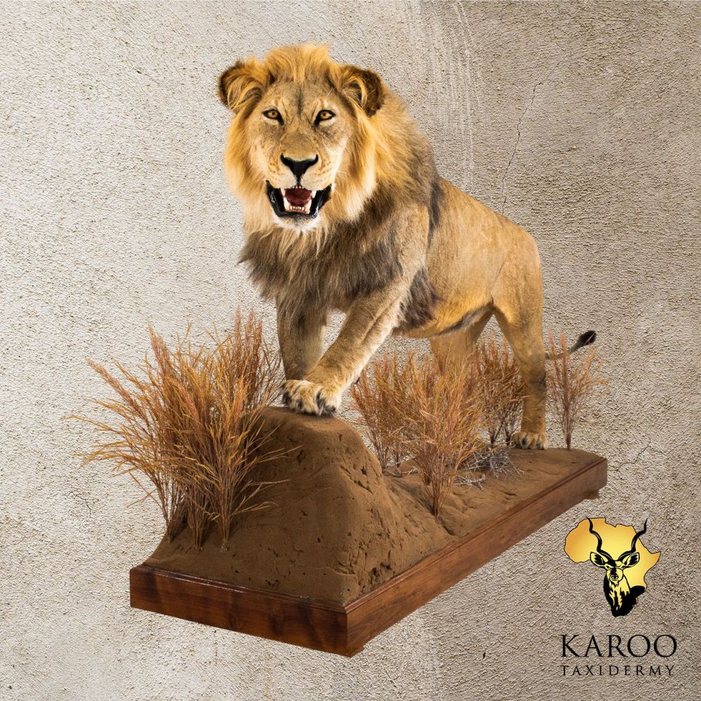 Lion Standing on Rock Full Mount &ndash; Looking ⅛ Left