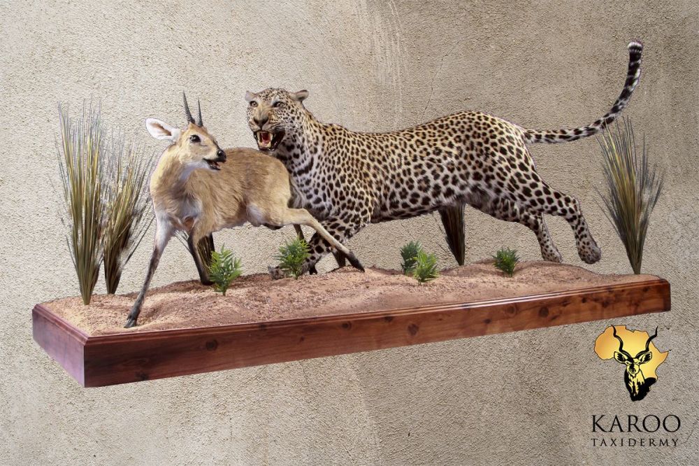 Leopard and Common Duiker Full-Mount Diorama