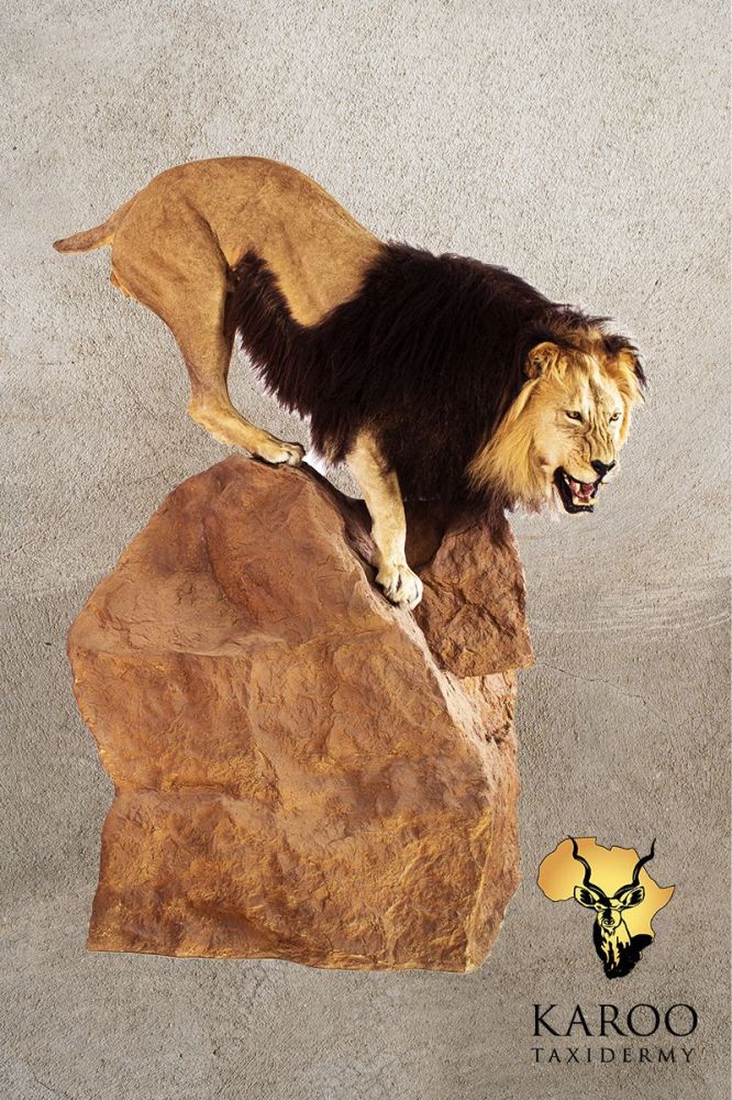 Lion Descending Rock Full Mount