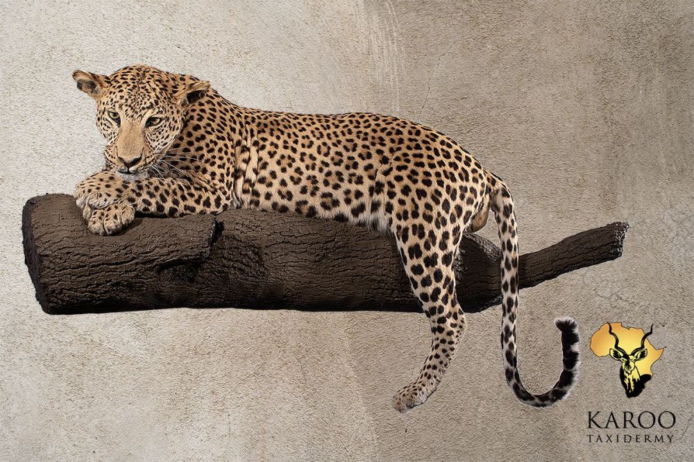 Leopard Lying Full Mount on Wall-Mounted Branch – Looking ¼ Left
