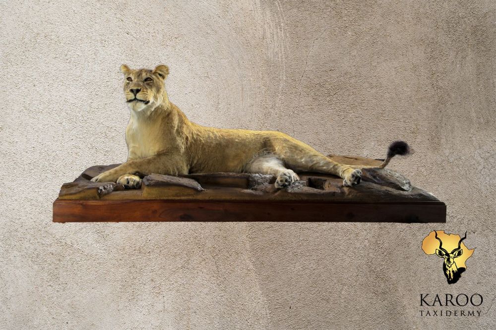 Lioness Lying Full Mount &ndash; Looking &frac14; Left