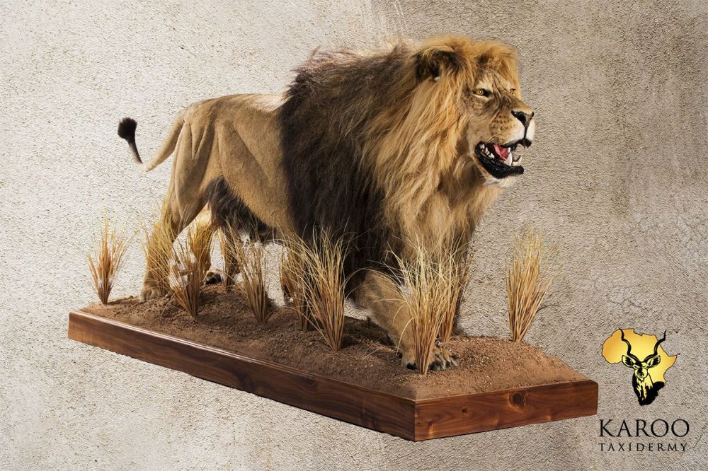 Lion Walking Full Mount &ndash; Looking Straight