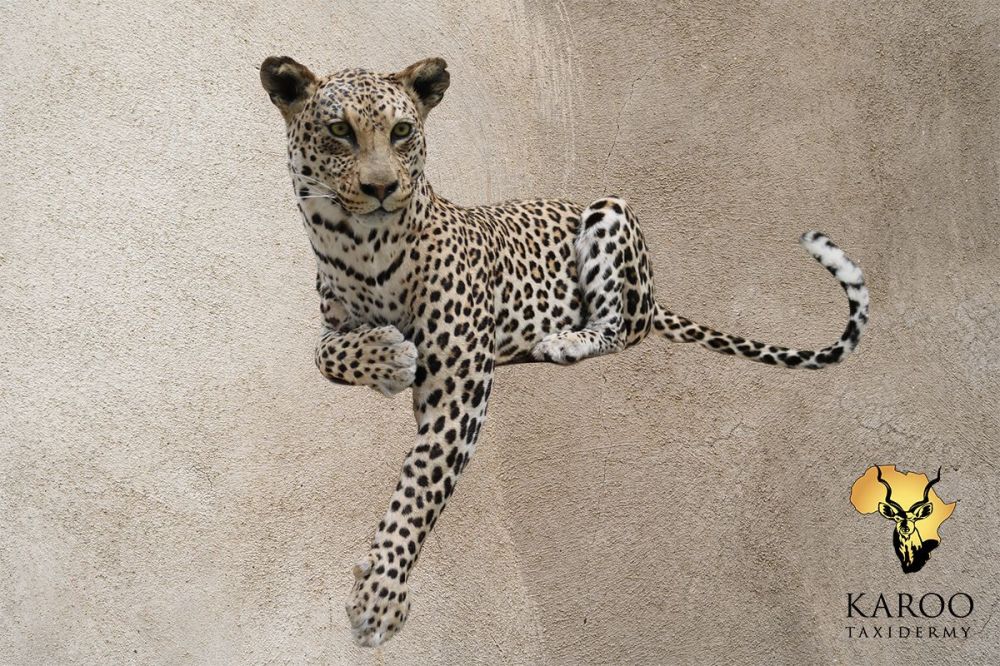 Leopard Lying Full Mounted For Placement on a Ledge – Looking ⅛ Left
