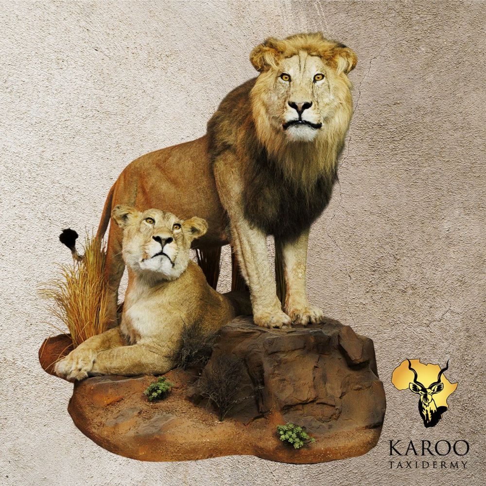 Lion and Lioness Paired Full Mount